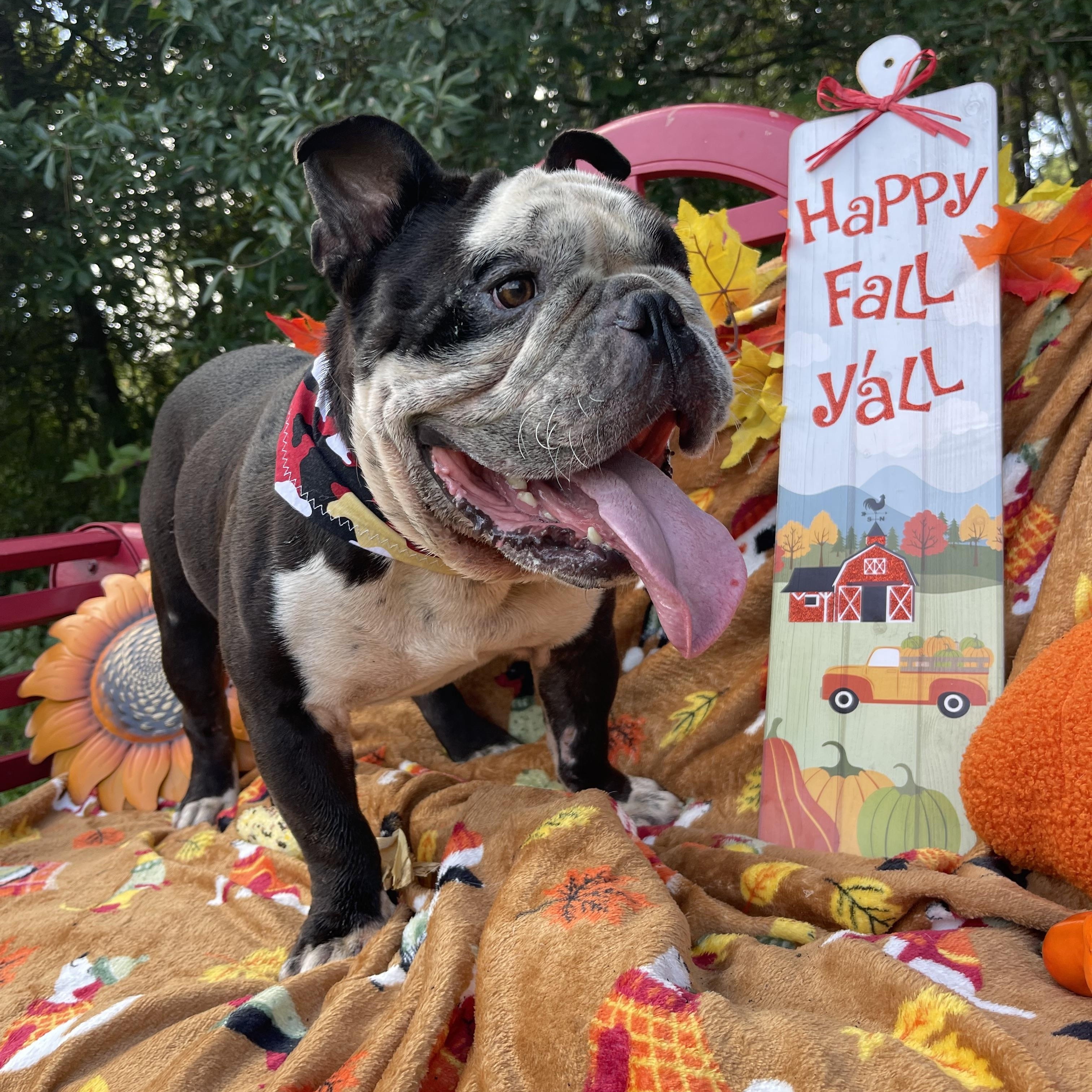 Havoc, an adoptable English Bulldog in Sebring, FL image 3/5