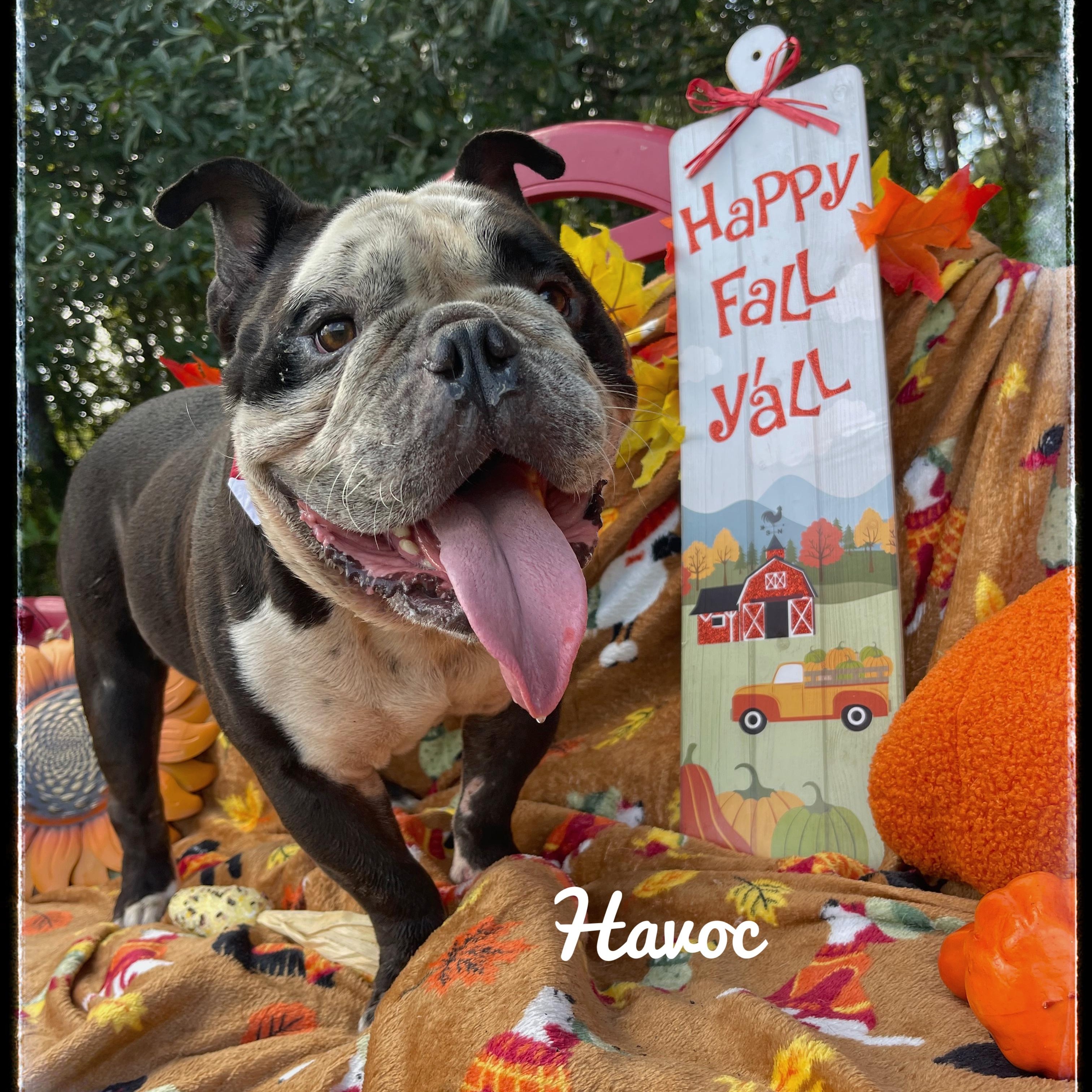 Havoc, an adoptable English Bulldog in Sebring, FL image 1/5