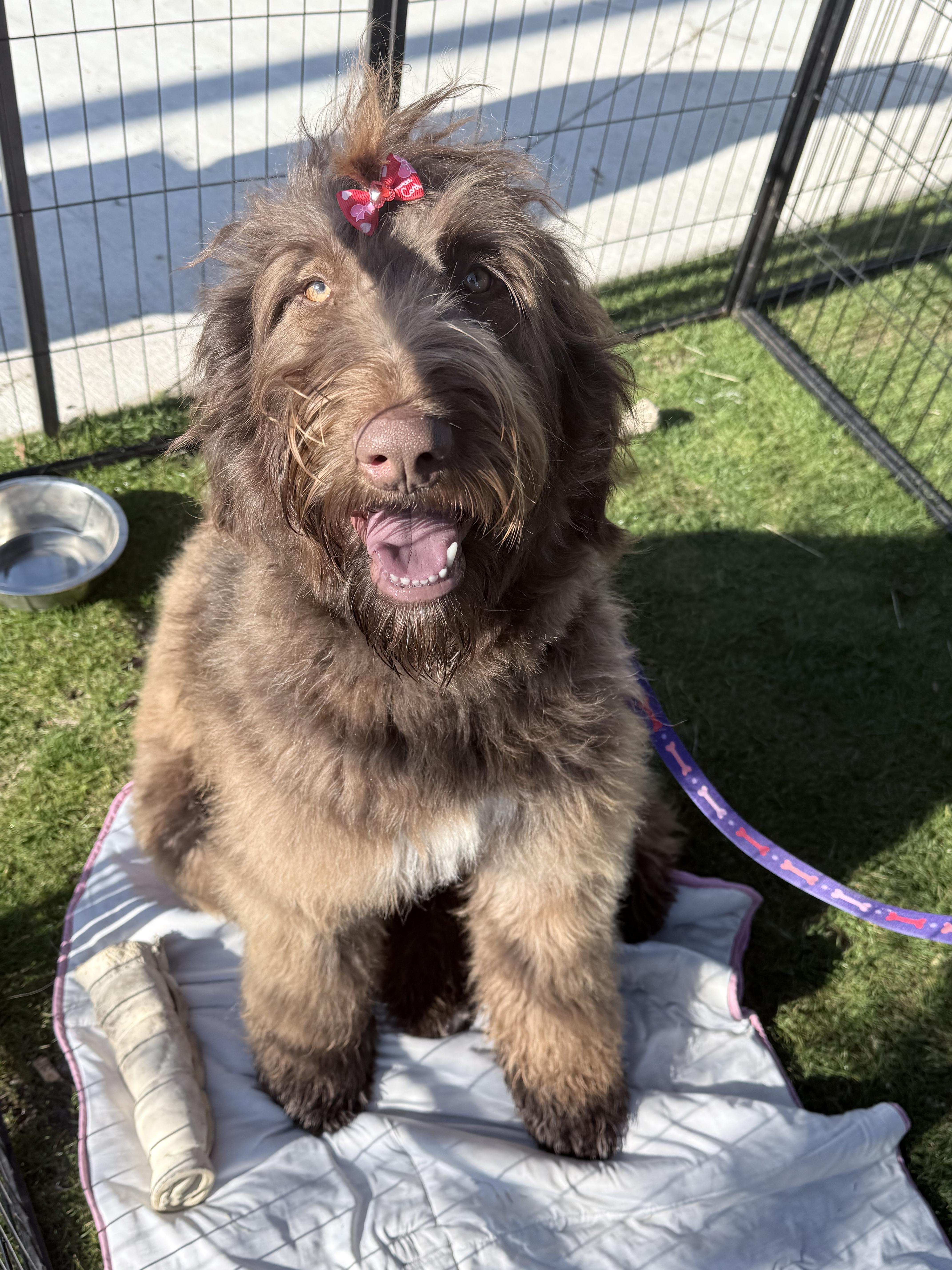 Blair, adopted, Young Female Caucasian Sheepdog / Caucasian Ovtcharka.