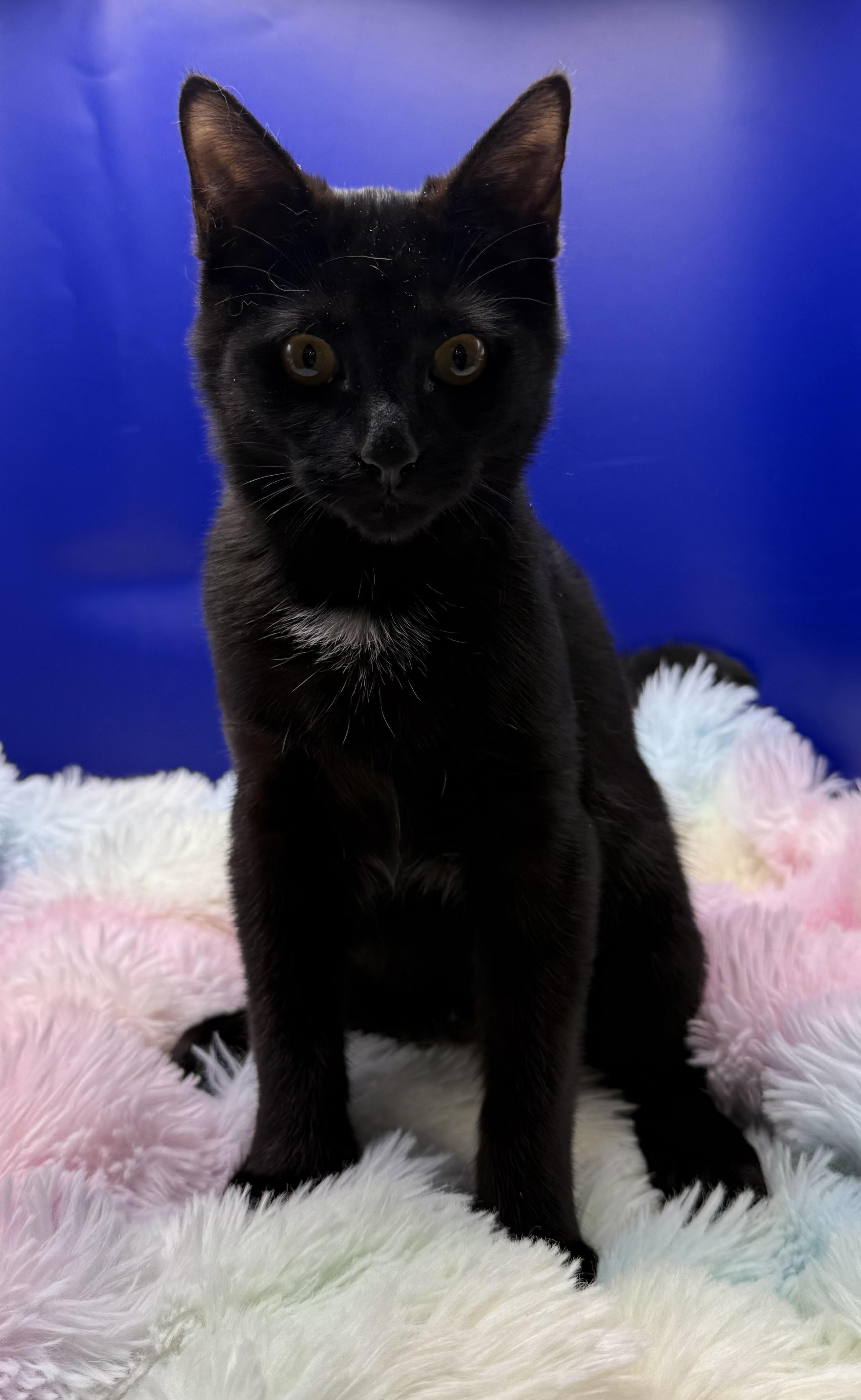 Katya, Adoptable, Kitten Female Domestic Short Hair.