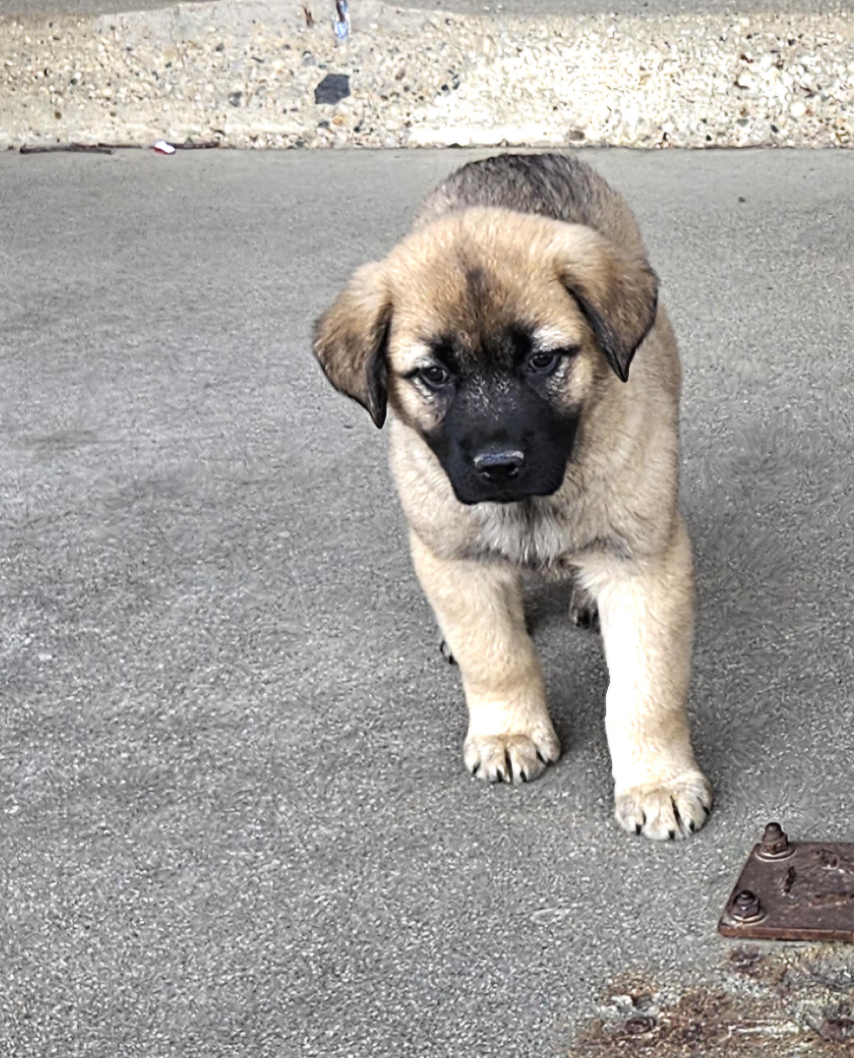 Tahoe , an adopted mixed breed in Sioux City, IA image 4/5