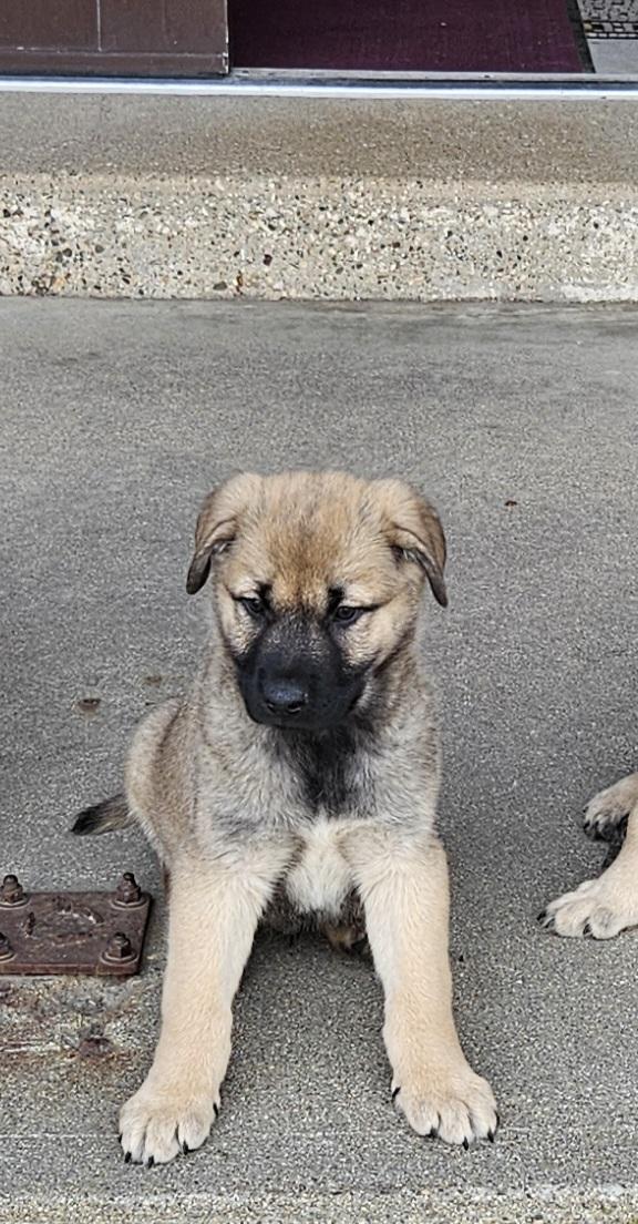 Tahoe , an adopted mixed breed in Sioux City, IA image 3/5