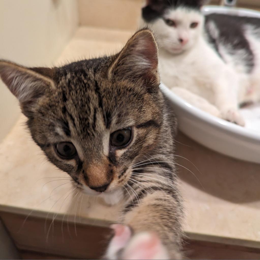 Tango, a Adoptable Domestic Short Hair in Fairport, NY image 4/5