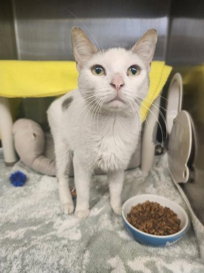 Enlarge Cersei, a Adoptable mixed breed in Munster, IN image 1/1