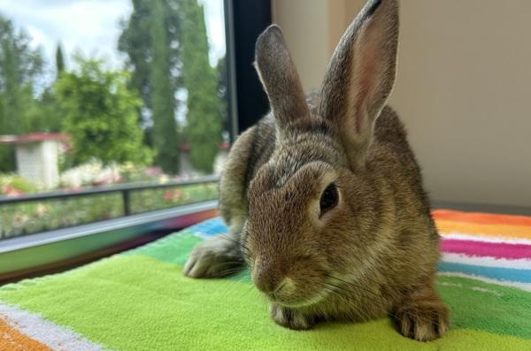 Beetle, Adoptable, Baby Male New Zealand.