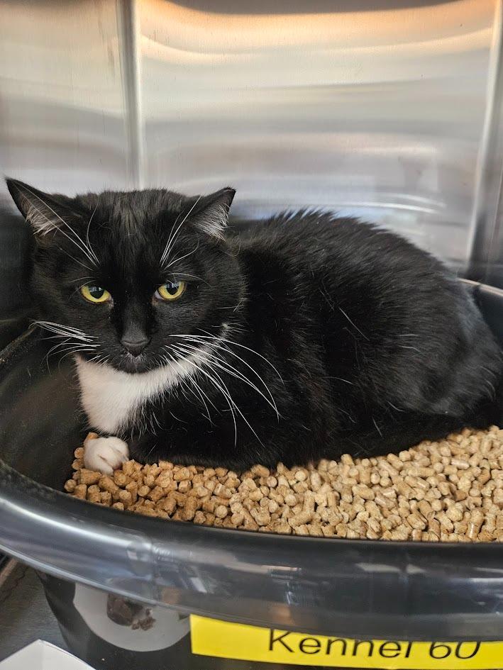 Ziggy, Adoptable, Adult Female Domestic Short Hair.
