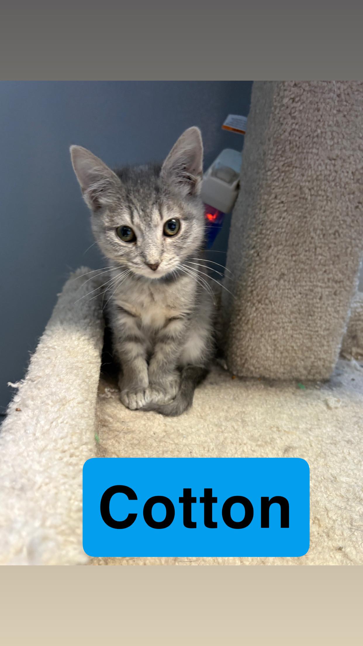 Enlarge Cotton, a Adoptable Domestic Short Hair in Hermitage, PA image 1/1