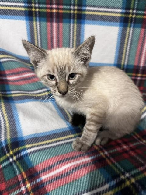 Ghoul (bonded to Ghost), Adoptable, Kitten Male Siamese & Domestic Short Hair.