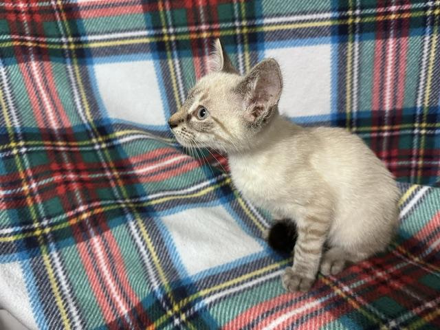 Enlarge Ghoul (bonded to Ghost), a Adoptable mixed breed in Harrisburg, PA image 4/5