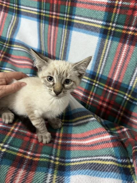 Enlarge Ghoul (bonded to Ghost), a Adoptable mixed breed in Harrisburg, PA image 2/5