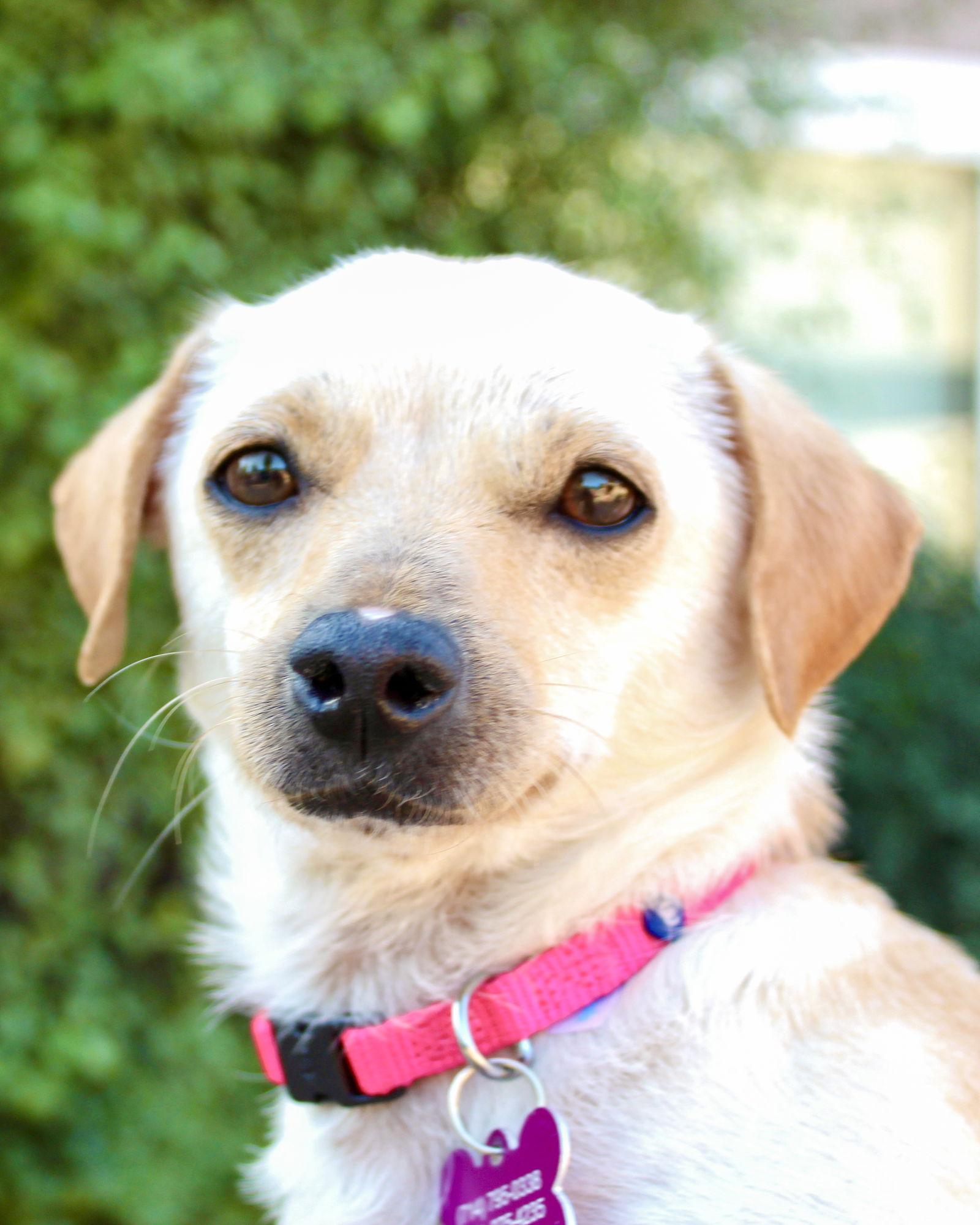 Honey, a Adopted mixed breed in Corona, CA image 1/3