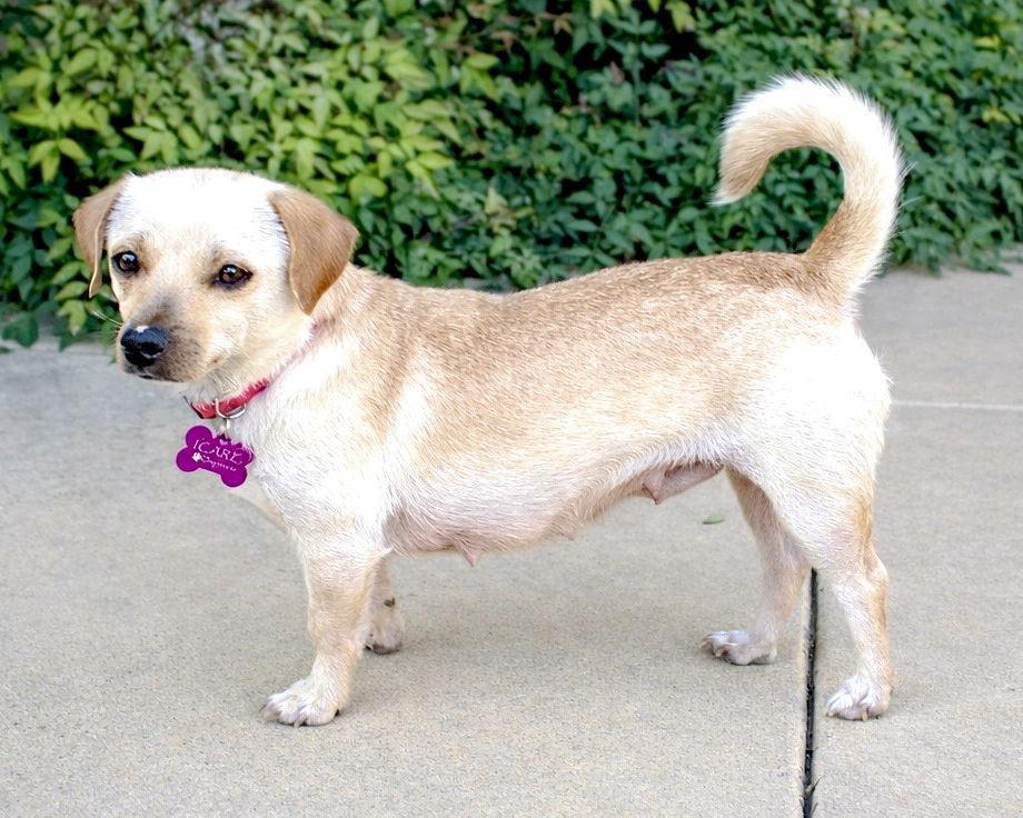Honey, a Adopted mixed breed in Corona, CA image 2/3