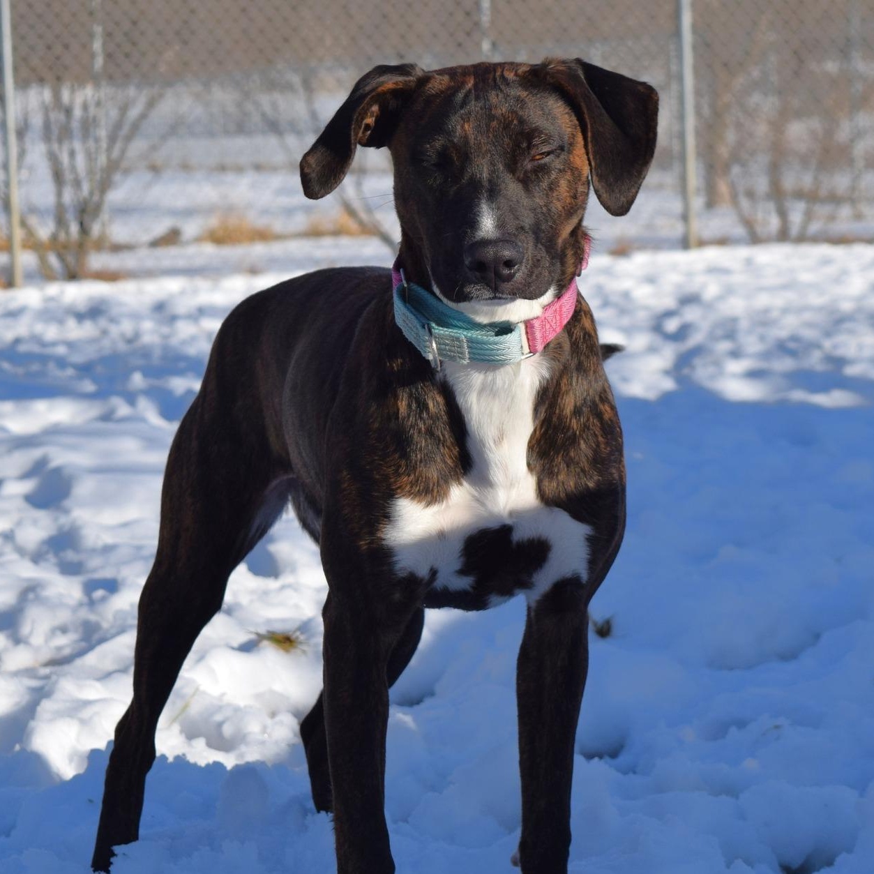 Holly, ADOPTABLE, Puppy Female Mixed Breed.