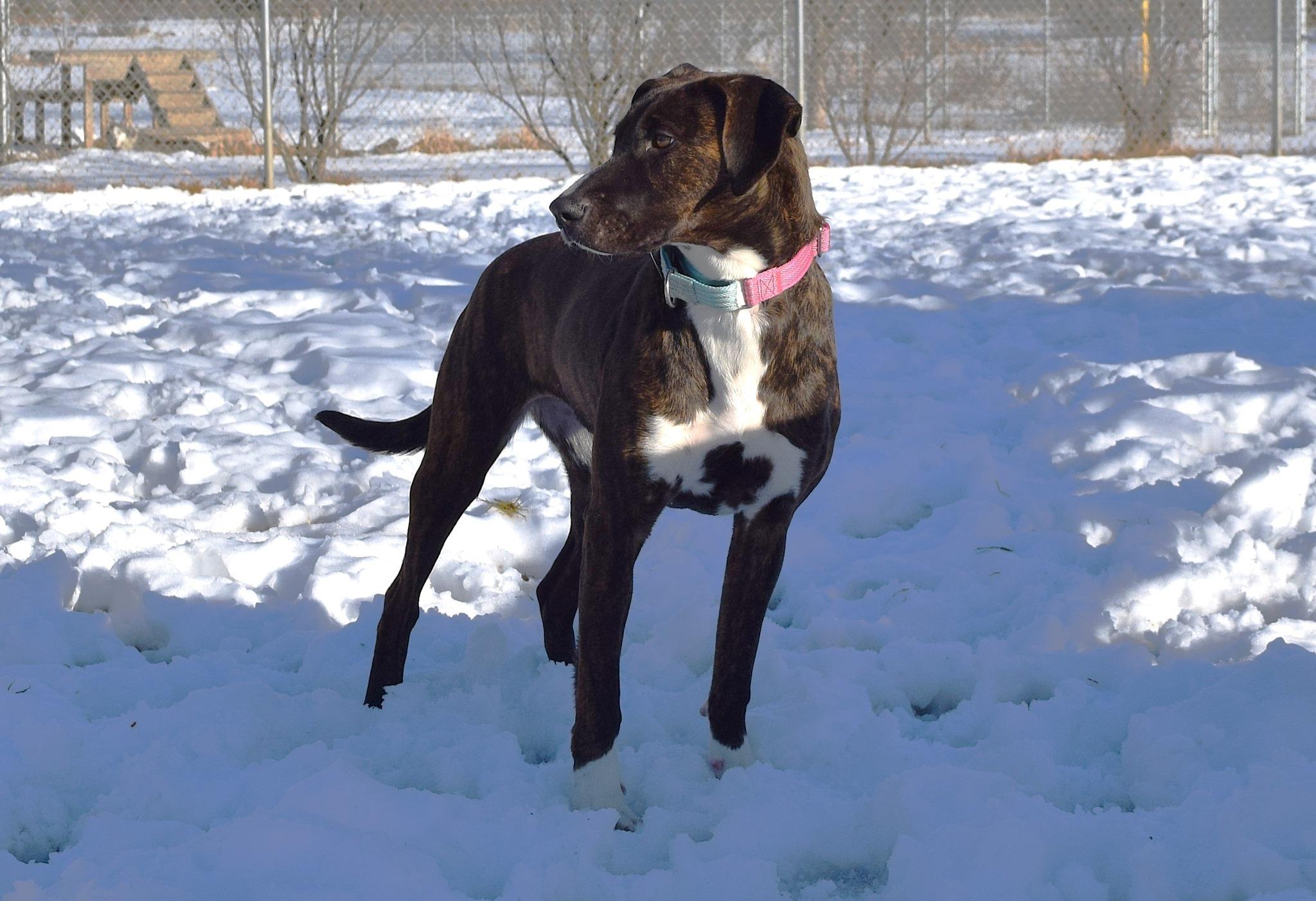 Enlarge Holly, a ADOPTABLE mixed breed in Tomah, WI image 2/2