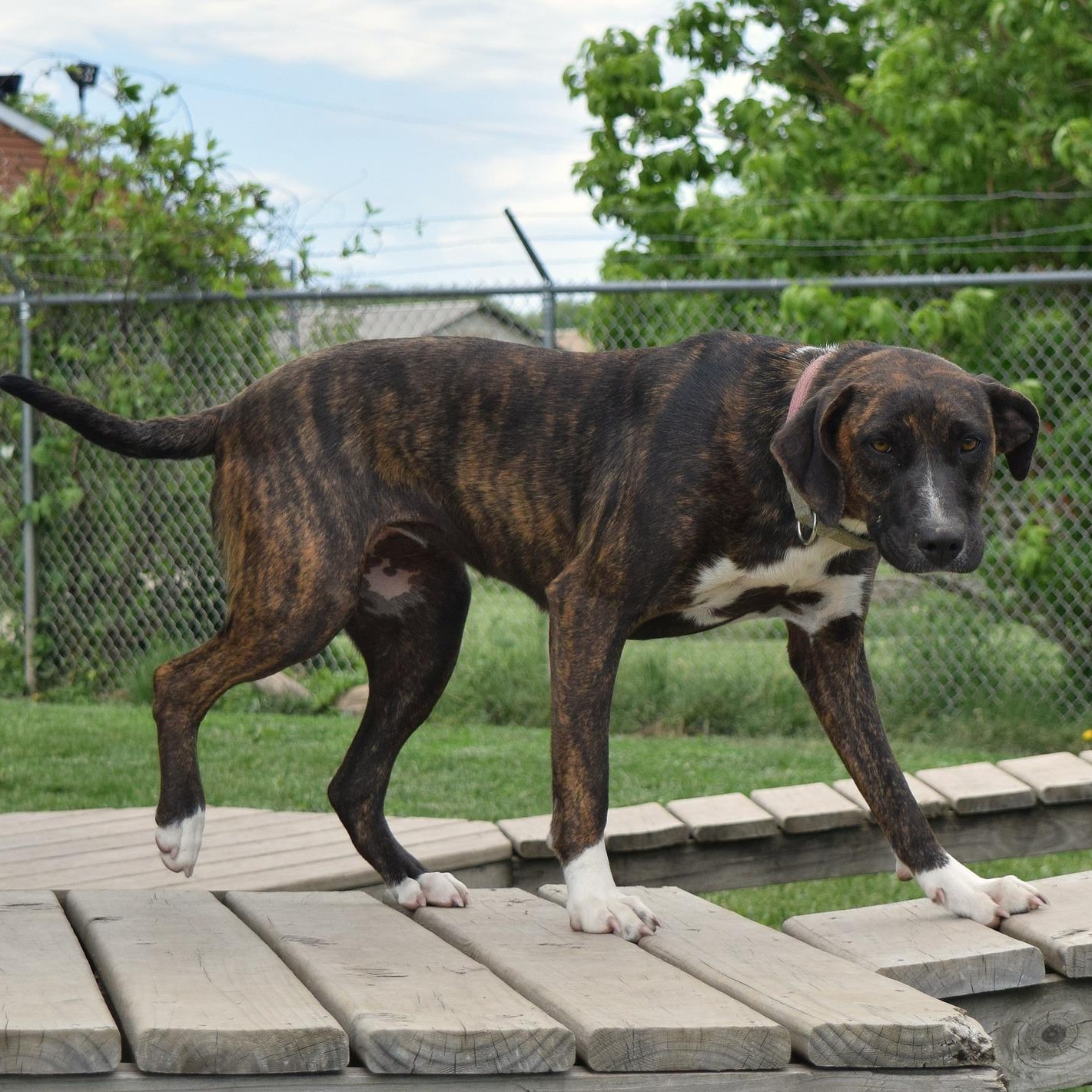 Holly, ADOPTABLE, Puppy Female Mixed Breed.