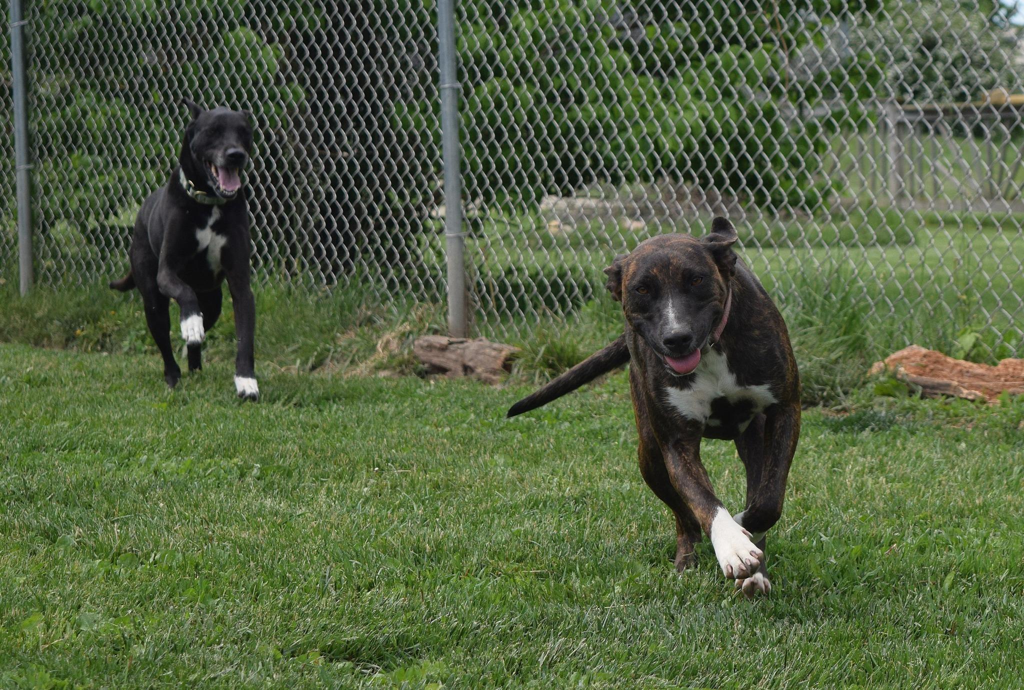 Enlarge Holly, a ADOPTABLE mixed breed in Tomah, WI image 2/4