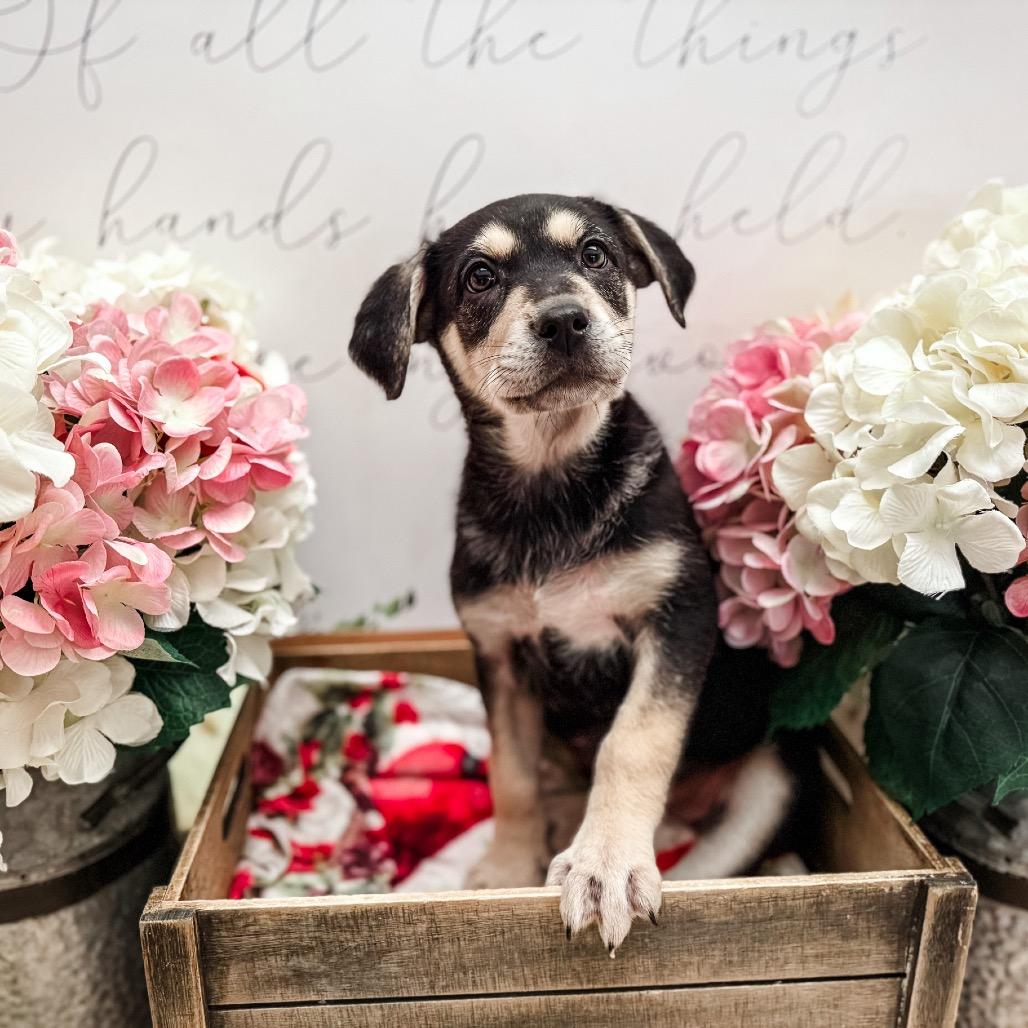 Stinky, Adoptable, Puppy Female Shepherd.