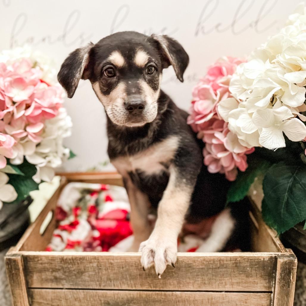 Enlarge Stinky, a Adoptable Shepherd in Newberg, OR image 2/4