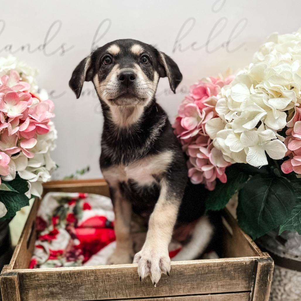 Enlarge Stinky, a Adoptable Shepherd in Newberg, OR image 3/4