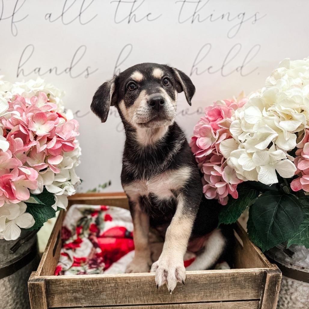 Enlarge Stinky, a Adoptable Shepherd in Newberg, OR image 4/4