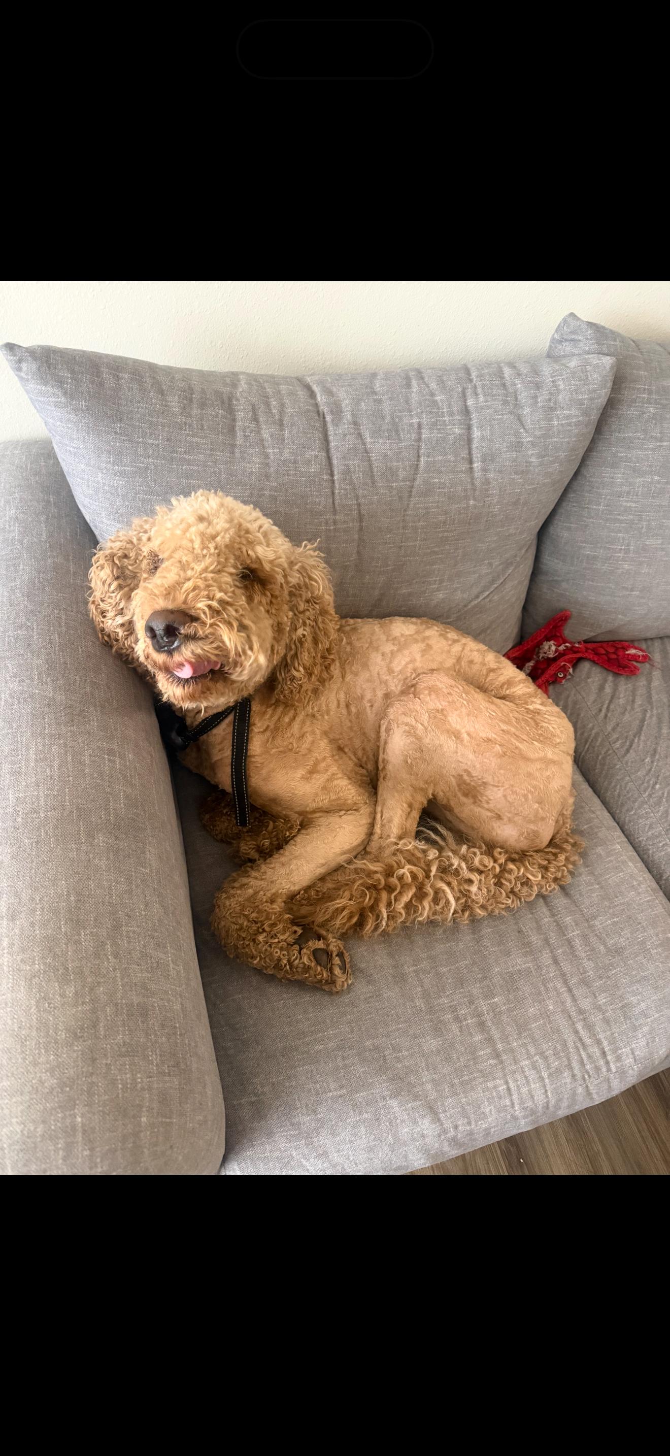 Enlarge Zeppelin *Courtesy Posting*, an adopted Goldendoodle in Statesboro, GA image 2/2