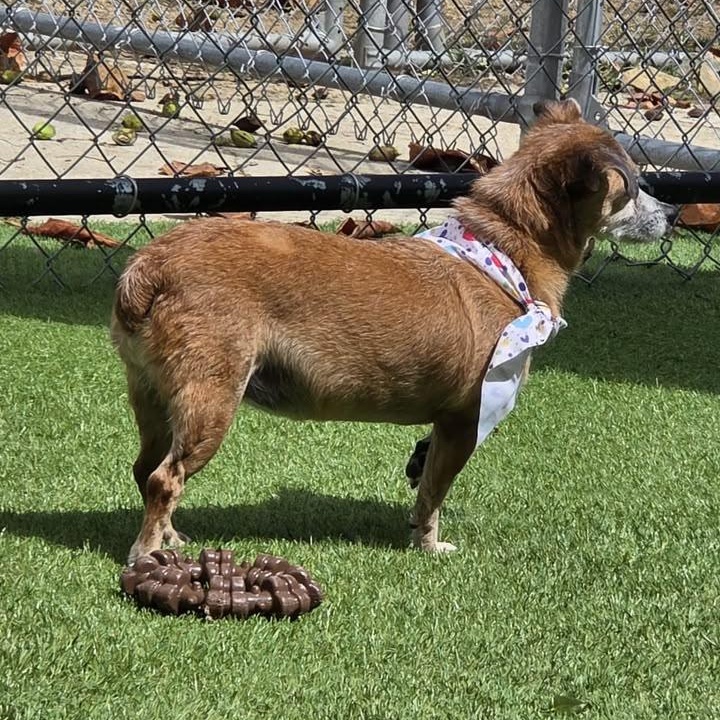 Enlarge Ellie, a Adoptable Chiweenie in Lyndeborough, NH image 4/6
