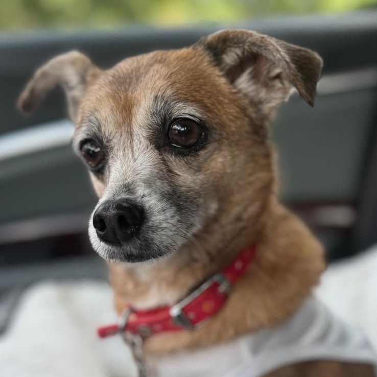 Ellie, Adoptable, Senior Female Chiweenie.