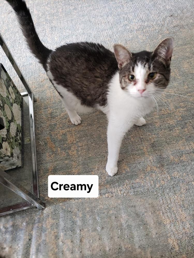 Creamy, a Adoptable mixed breed in Willingboro, NJ image 2/3