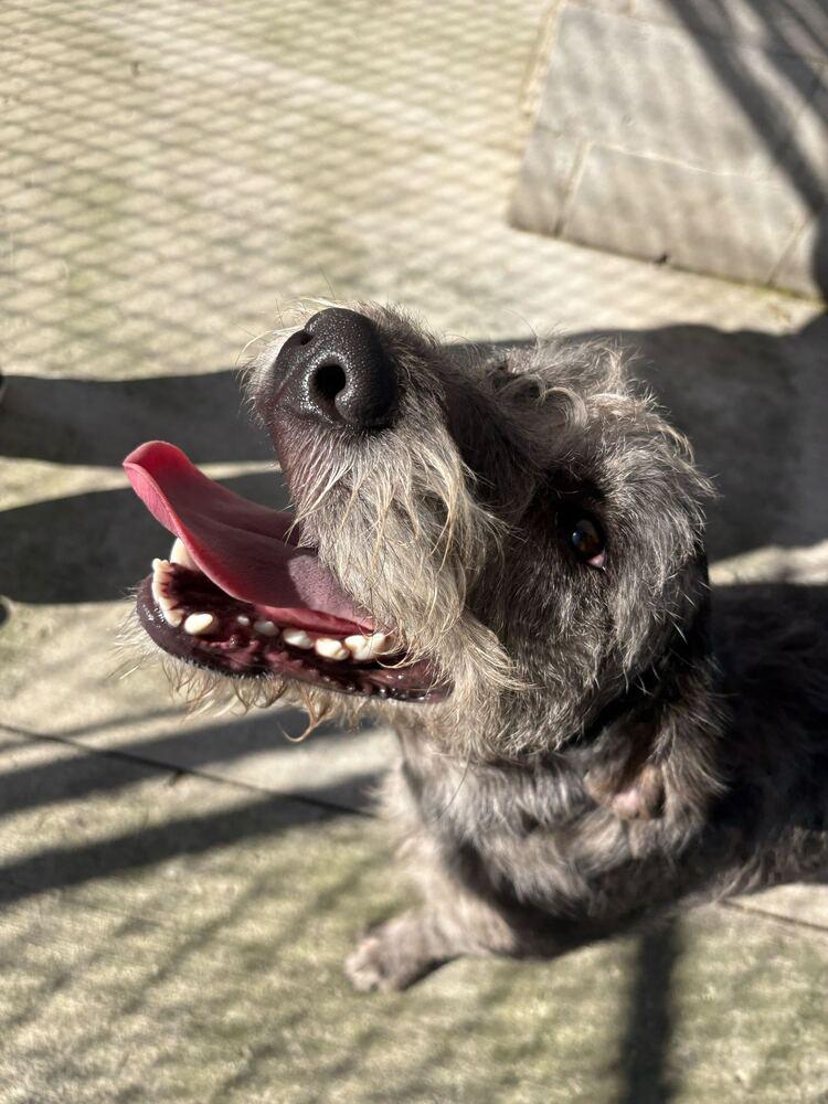 Trina, Adoptable, Adult Female Mixed Breed & Mixed Breed.