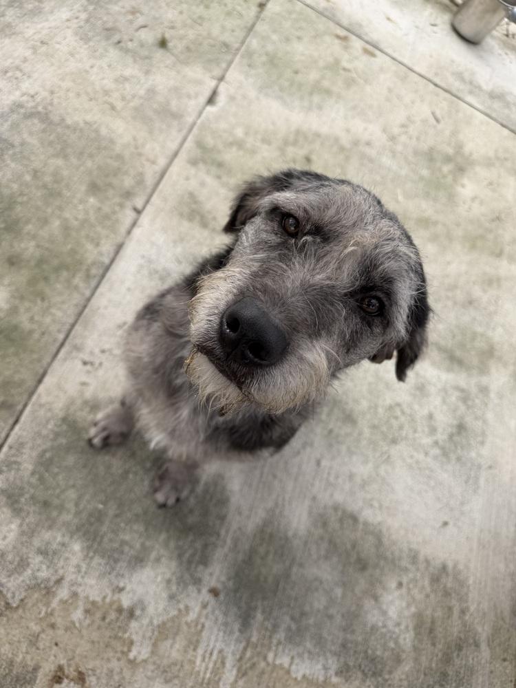 Enlarge Trina, a Adoptable mixed breed in Bowling Green, OH image 2/3