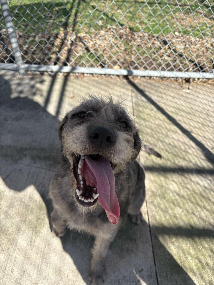 Enlarge Trina, a Adoptable mixed breed in Bowling Green, OH image 3/3