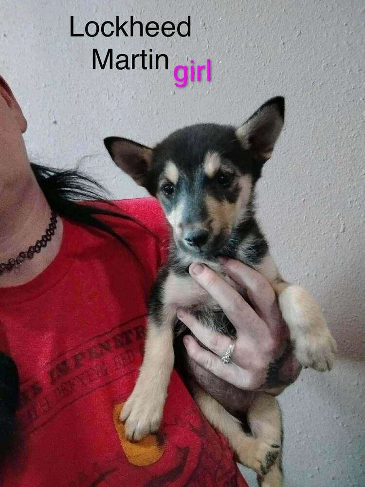 Enlarge Lockheed Martin, a Adoptable mixed breed in Waunakee, WI image 2/5