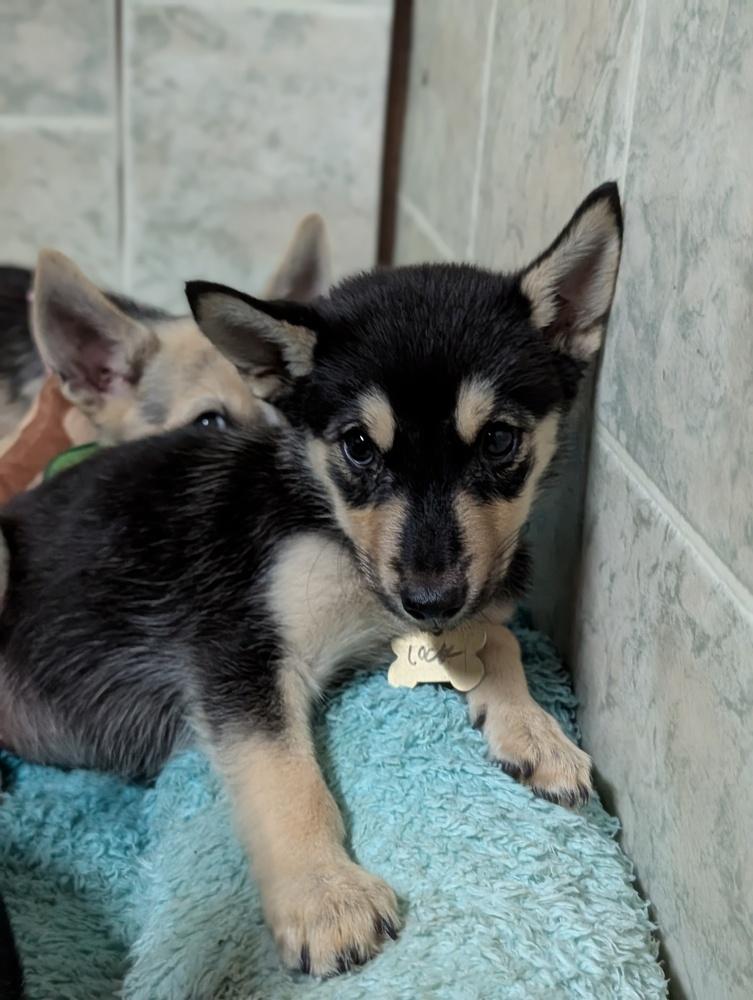 Enlarge Lockheed Martin, a Adoptable mixed breed in Waunakee, WI image 3/5