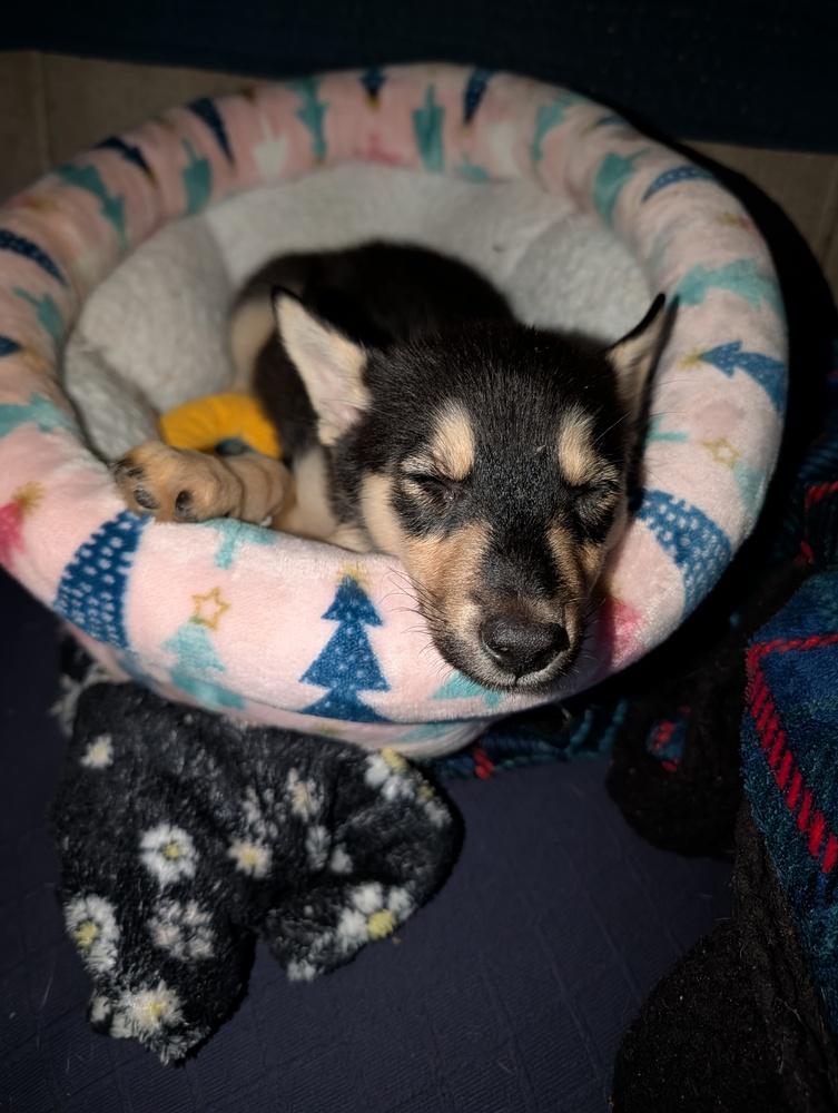 Enlarge Lockheed Martin, a Adoptable mixed breed in Waunakee, WI image 4/5