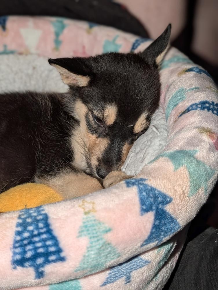 Enlarge Lockheed Martin, a Adoptable mixed breed in Waunakee, WI image 5/5