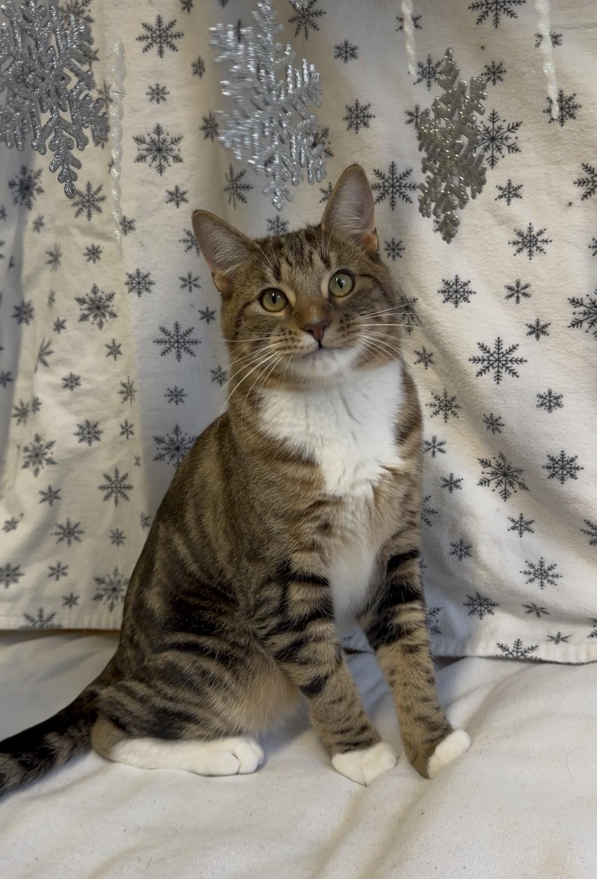 Enlarge Barnaby and Bart, a Adoptable Domestic Short Hair in Delta, BC image 3/3