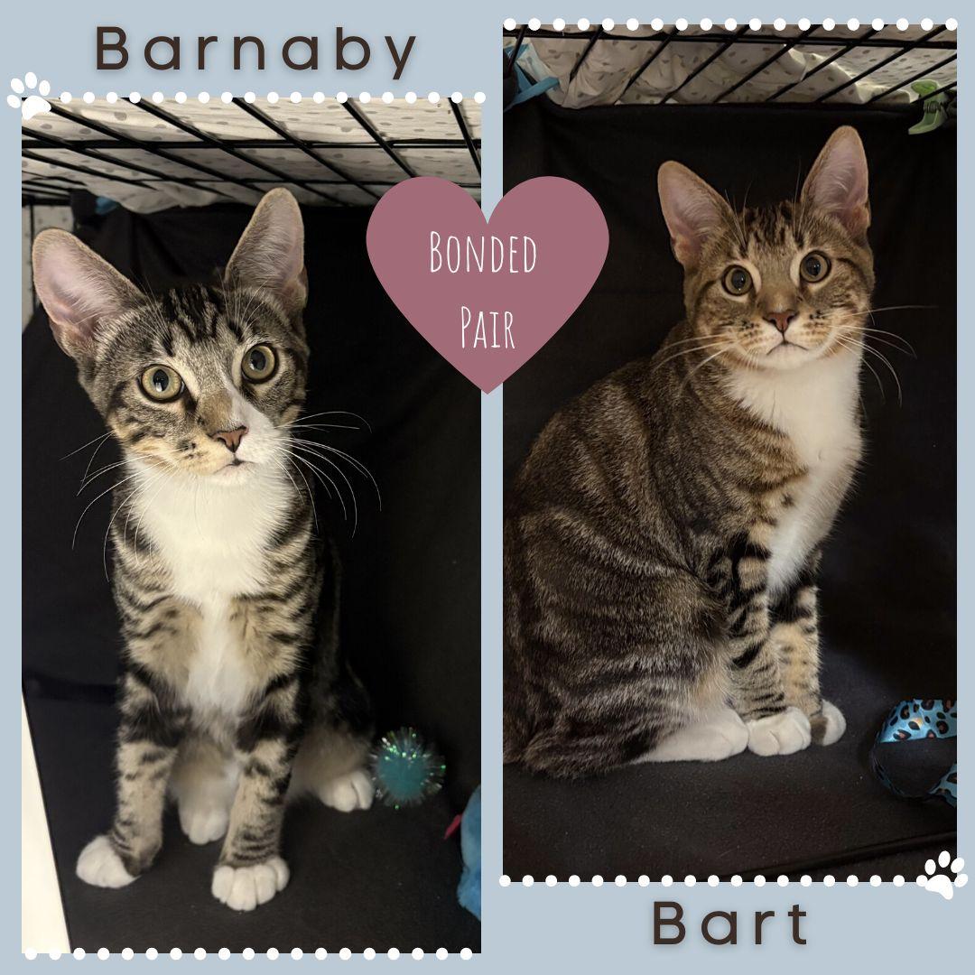 Enlarge Barnaby and Bart, a Adoptable Domestic Short Hair in Delta, BC image 1/1