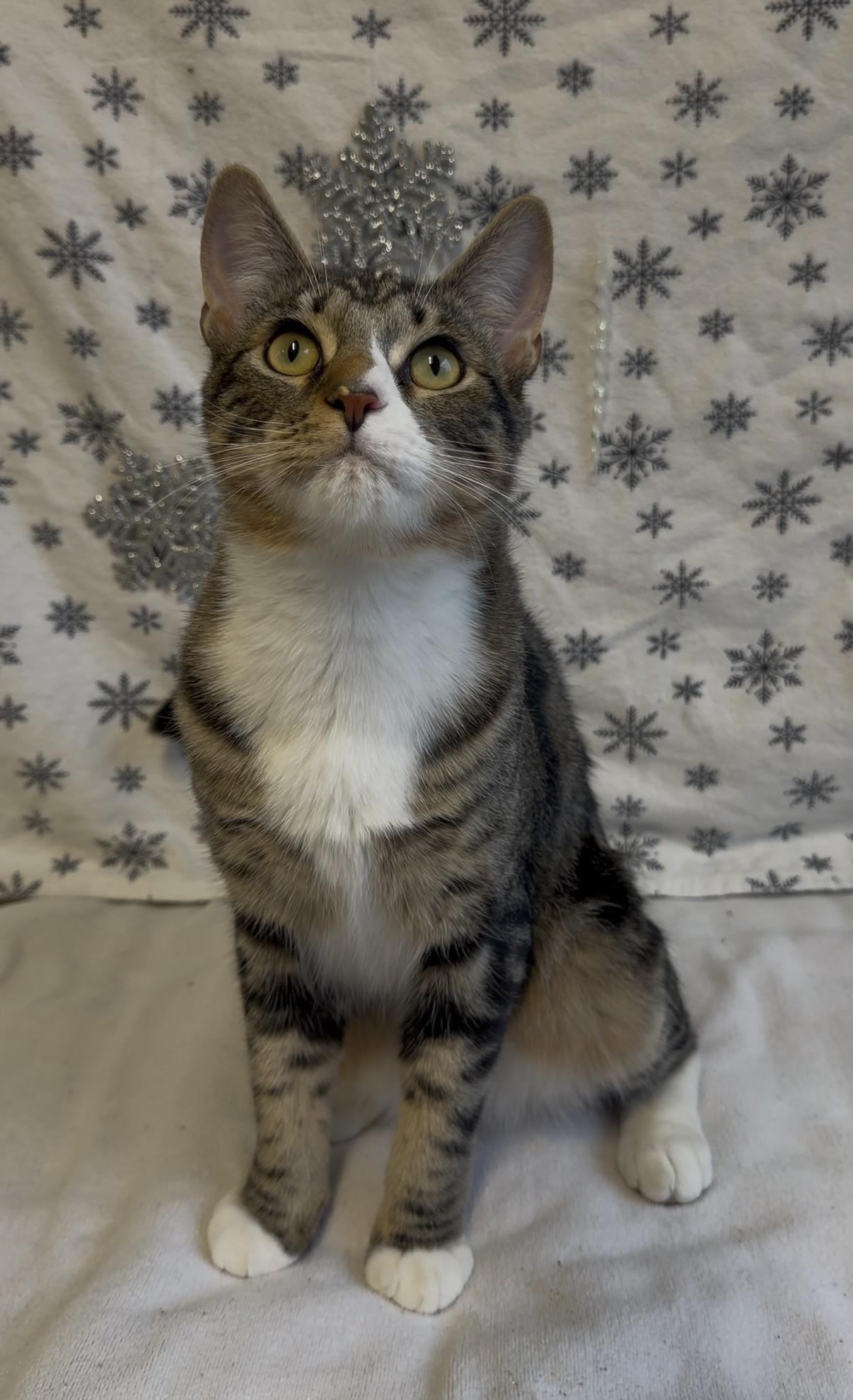 Enlarge Barnaby and Bart, a Adoptable Domestic Short Hair in Delta, BC image 2/3