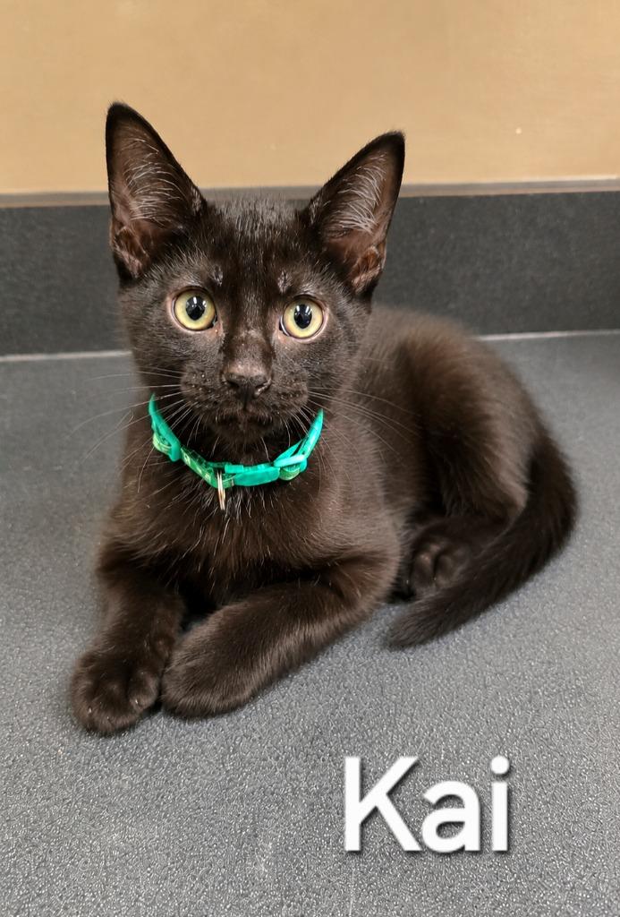 Kai, Adopted, Kitten Male Domestic Short Hair.