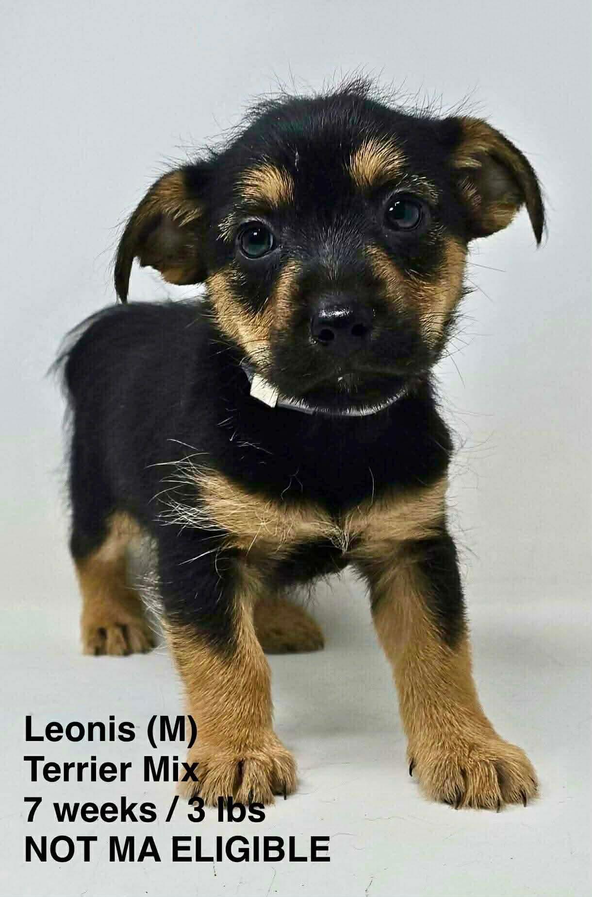 Enlarge LEONIS, a Adoptable Terrier in Pomfret Center, CT image 1/1