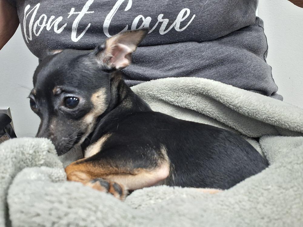 Enlarge Nyxie, a Adoptable Chihuahua in Blanchard, OK image 1/5