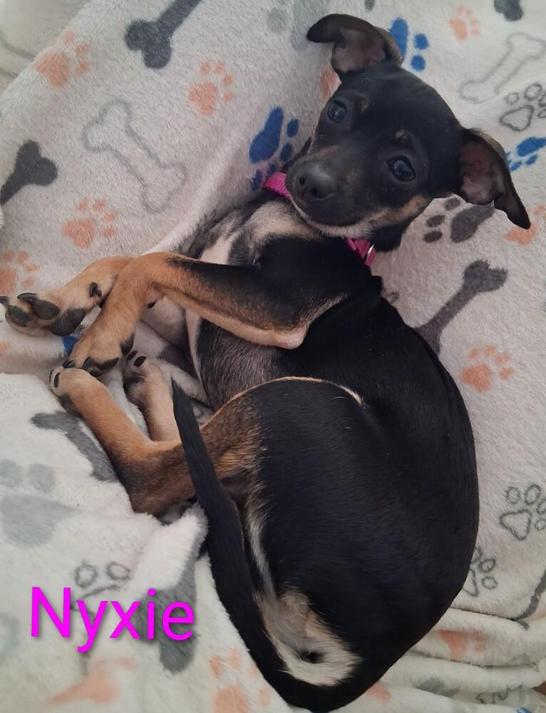 Enlarge Nyxie, a Adoptable Chihuahua in Blanchard, OK image 2/5