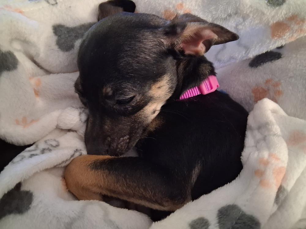Enlarge Nyxie, a Adoptable Chihuahua in Blanchard, OK image 3/5