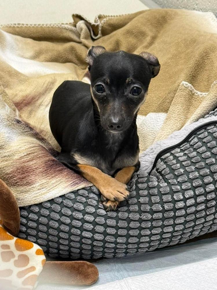 Enlarge Nyxie, a Adoptable Chihuahua in Blanchard, OK image 4/5