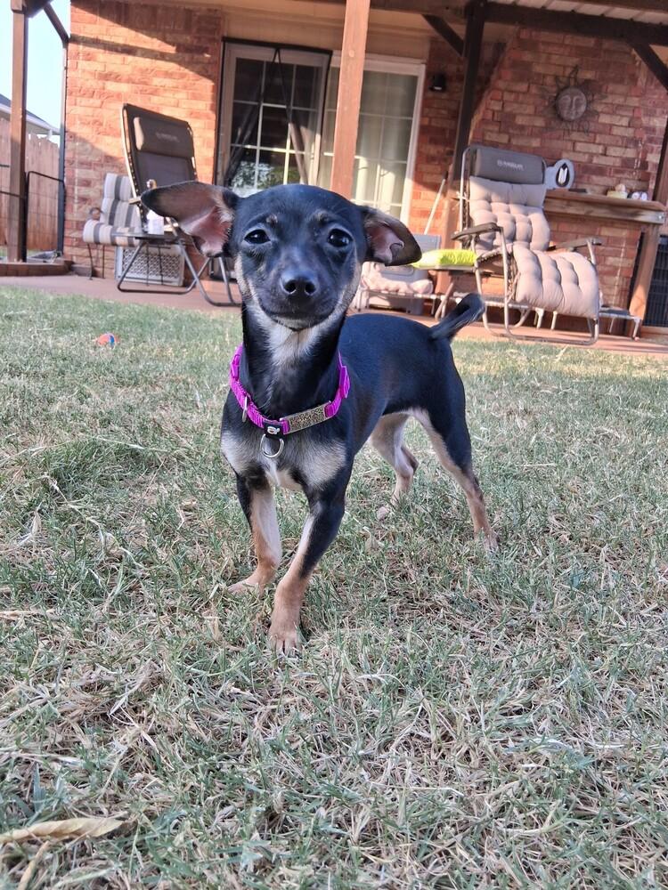 Enlarge Nyxie, a Adoptable Chihuahua in Blanchard, OK image 5/5