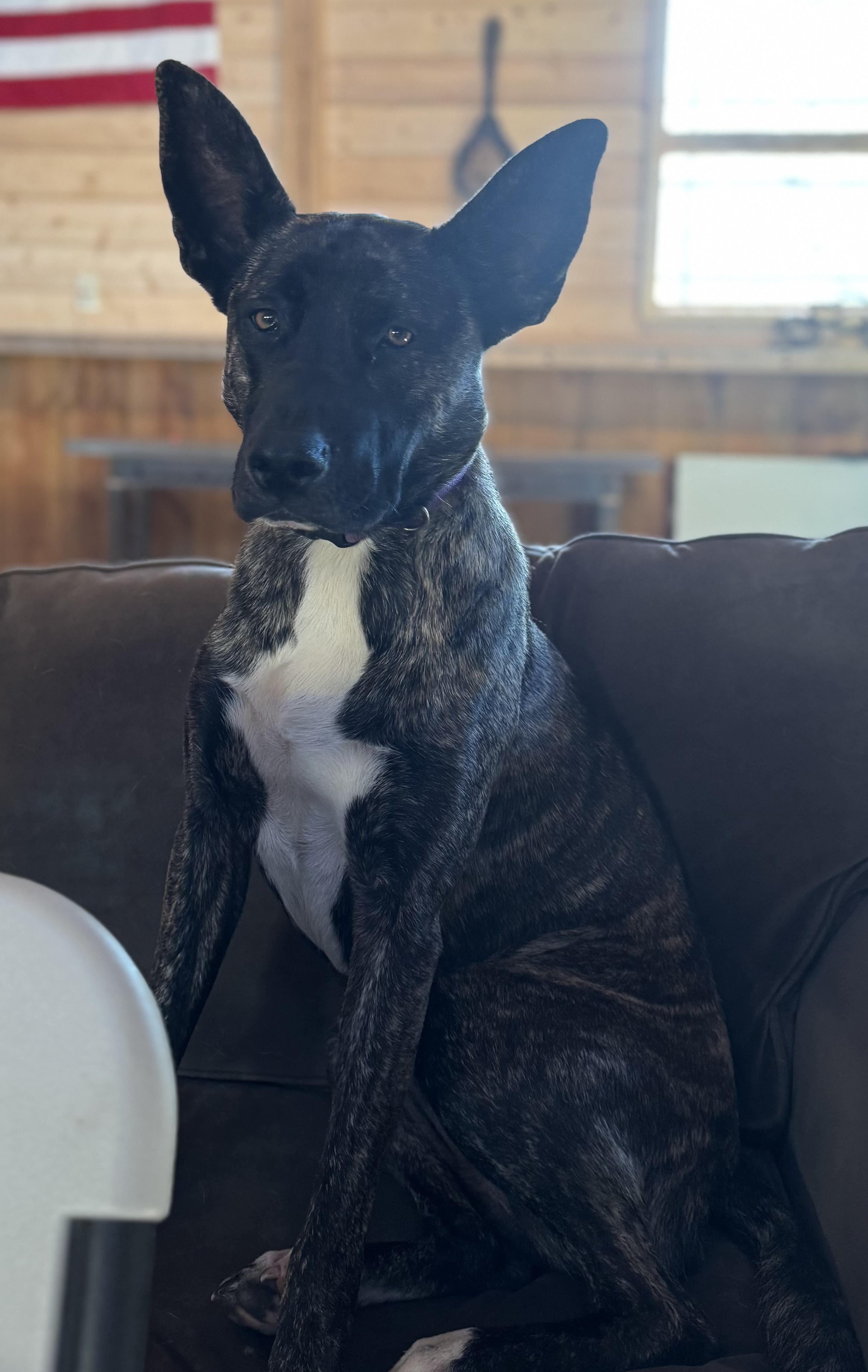 Diane, a Adoptable mixed breed in Cedar City, UT image 1/2