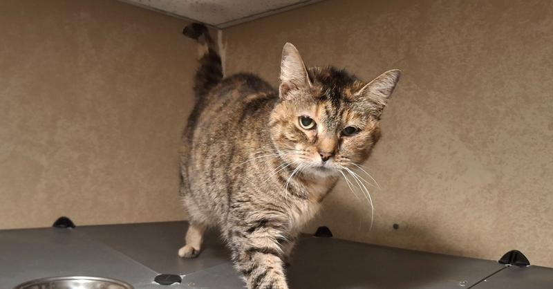 Ketchup, a Adoptable Domestic Short Hair in Peoria, IL image 1/2