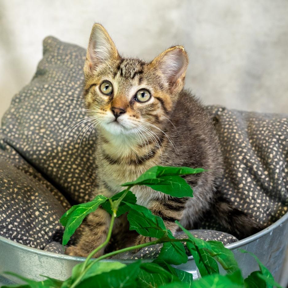 Patino-C, Adoptable, Young Male Domestic Short Hair.