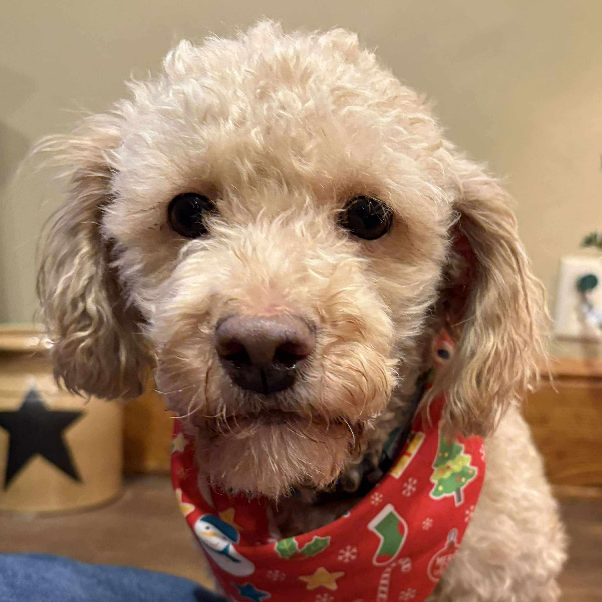 Gertie , ADOPTABLE, Adult Female Goldendoodle & Miniature Poodle.