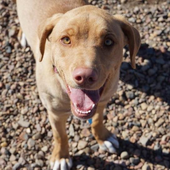 Shirley, Adoptable, Young Female Anatolian Shepherd.